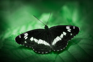 fotografia makro motyla pokłonnika kamilla