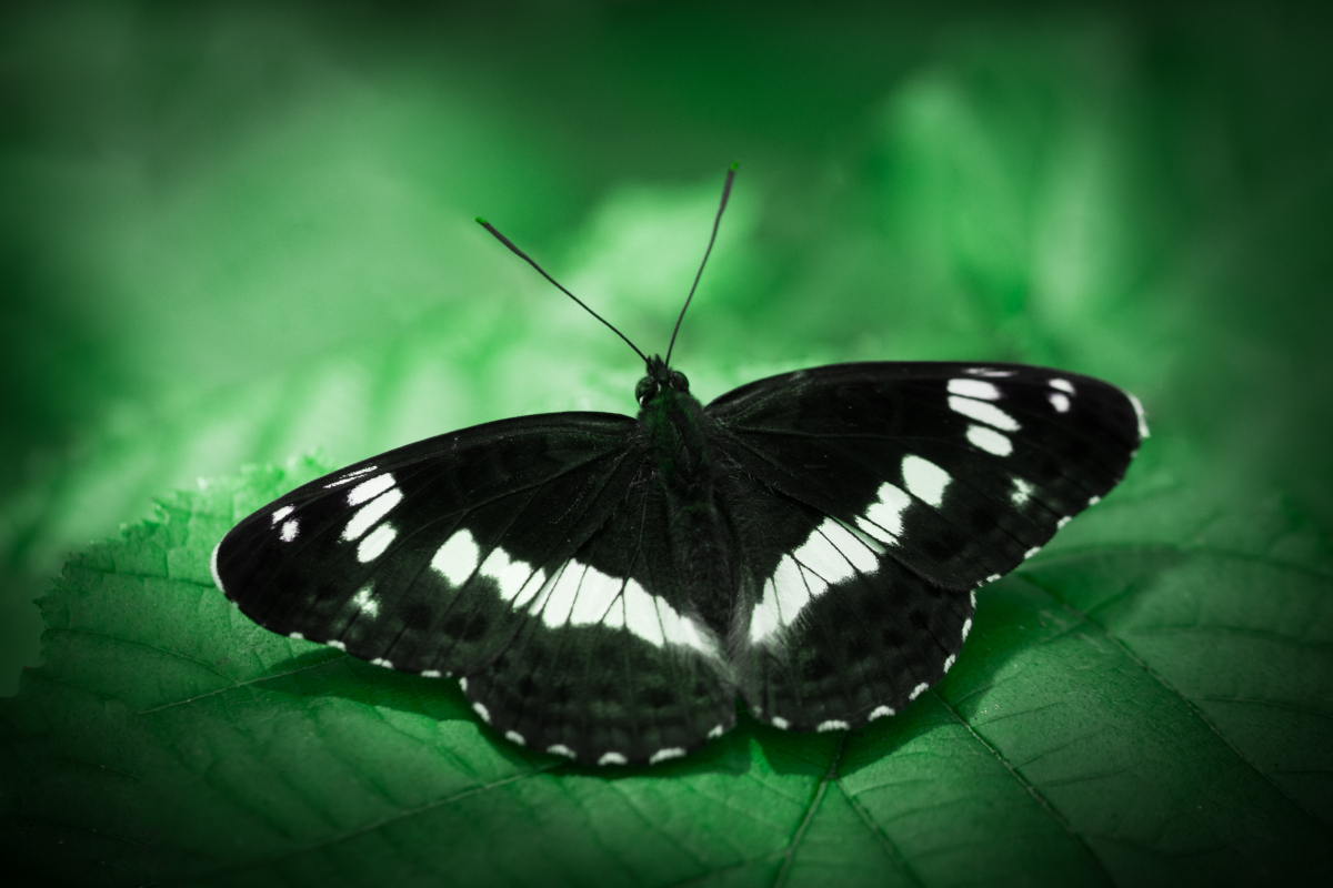 fotografia makro motyla pokłonnika kamilla