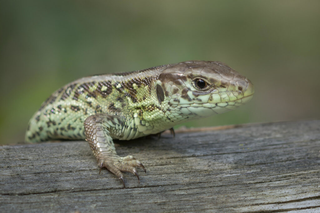 makrofotografia jaszczurki