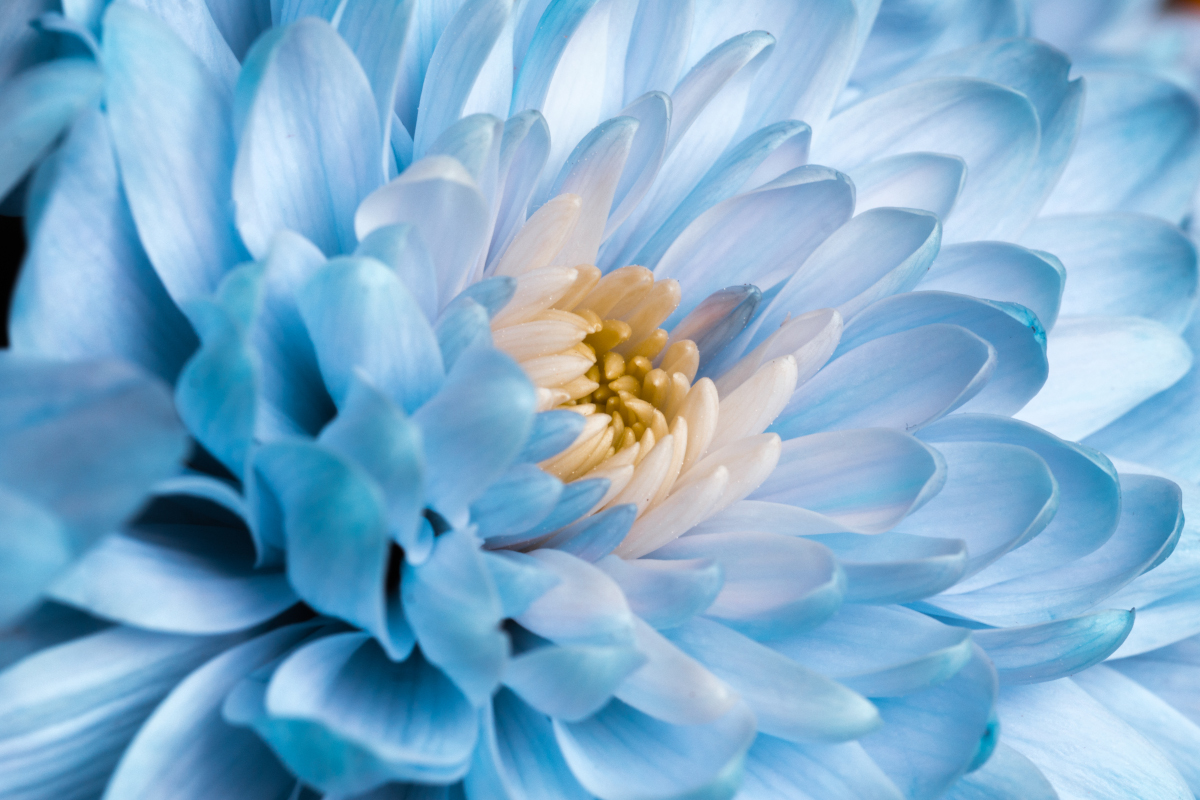 fotografia makro astra