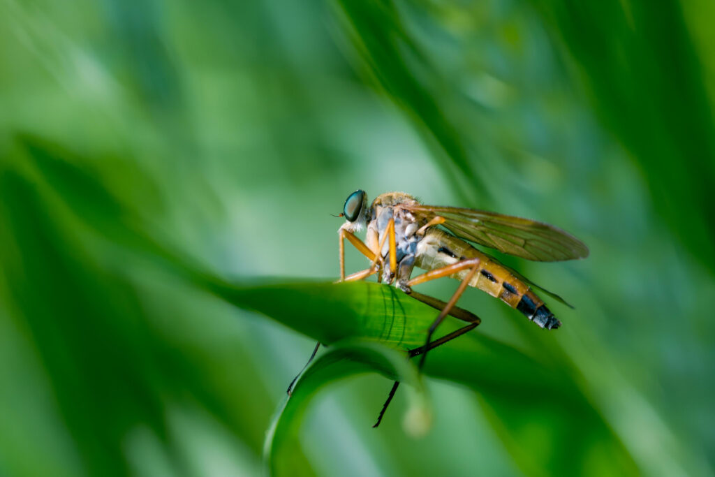fotografia makro kobylniczka