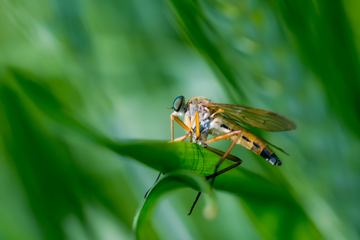 fotografia makro kobylniczka