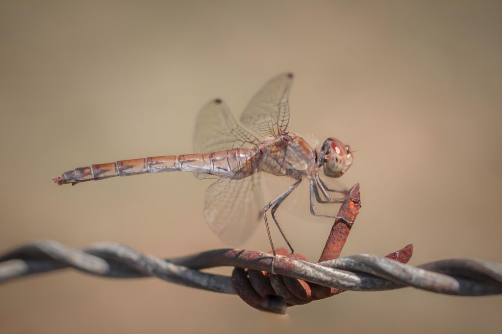 makrofotografia-wazka